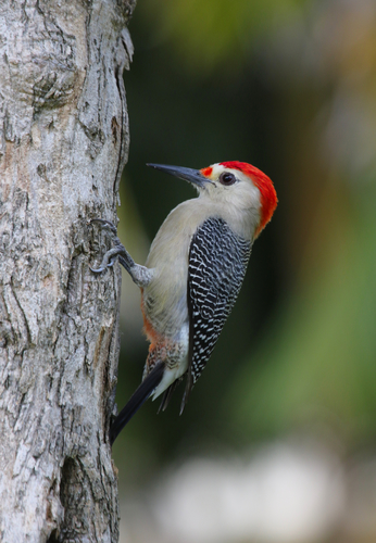 Golden-fronted Woodpecker