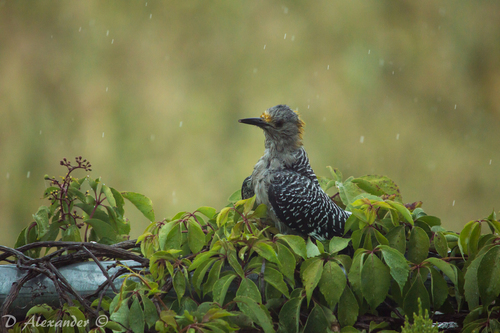 Golden-fronted Woodpecker
