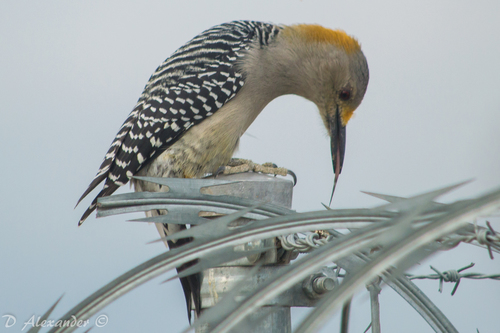 Golden-fronted Woodpecker
