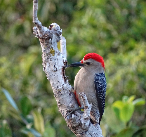 Golden-fronted Woodpecker