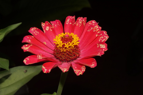Elegant Zinnia