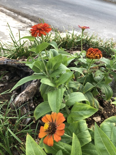 Elegant Zinnia