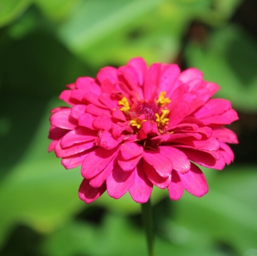 Elegant Zinnia