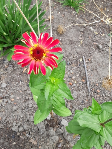 Elegant Zinnia