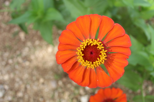Elegant Zinnia