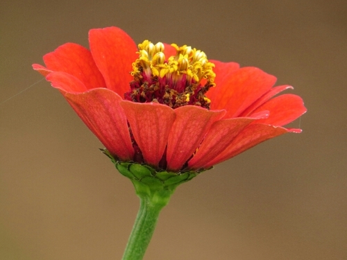 Elegant Zinnia