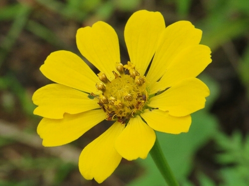 Elegant Zinnia