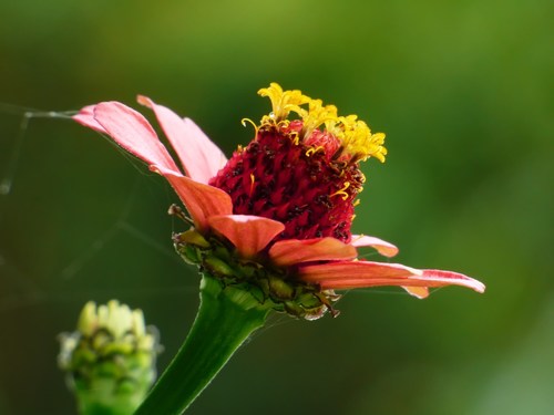Elegant Zinnia
