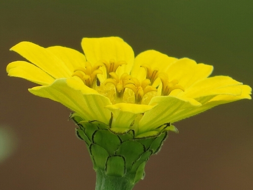 Elegant Zinnia