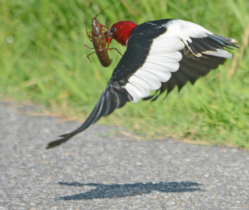 Red-headed Woodpecker