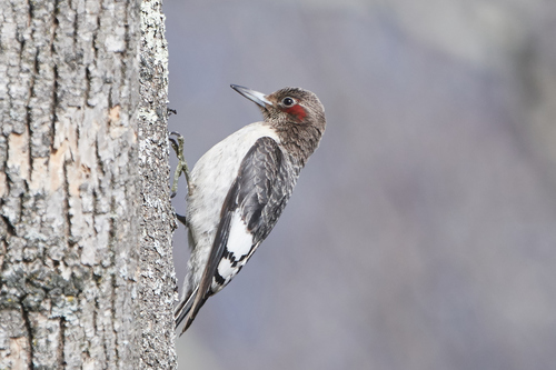 Red-headed Woodpecker