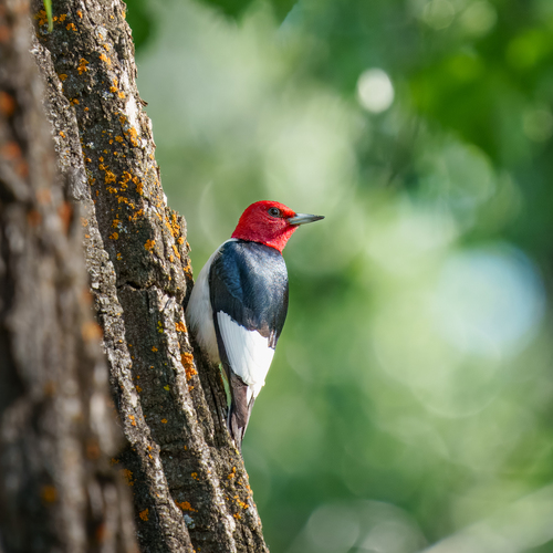 Red-headed Woodpecker