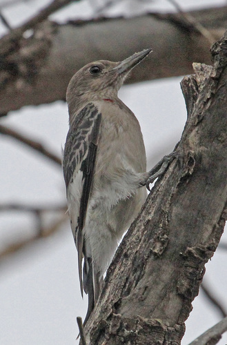 Red-headed Woodpecker