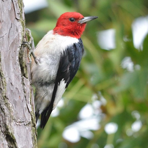 Red-headed Woodpecker