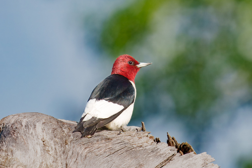 Red-headed Woodpecker