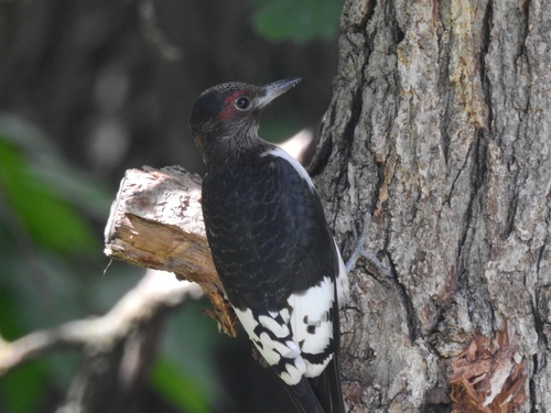 Red-headed Woodpecker