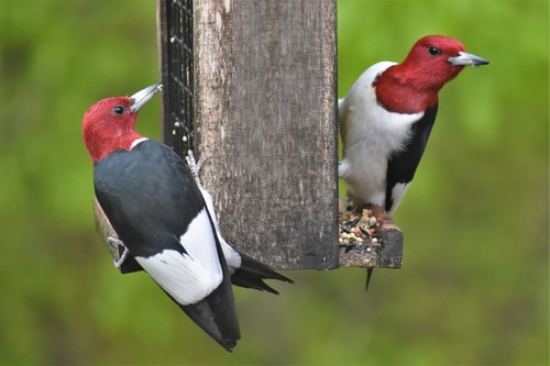 Red-headed Woodpecker