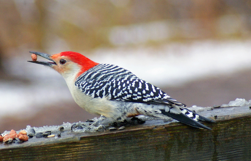 Red-bellied Woodpecker