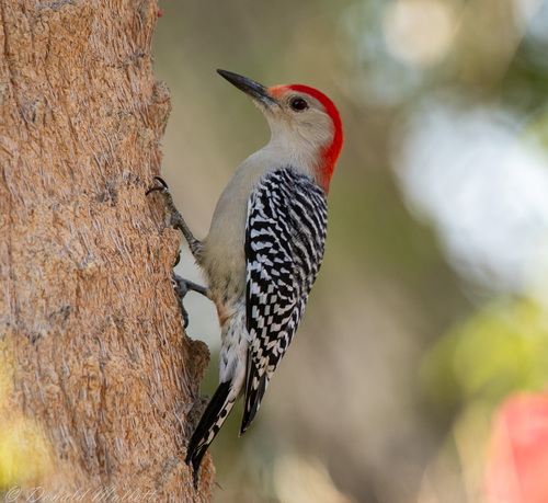 Red-bellied Woodpecker