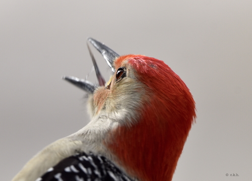 Red-bellied Woodpecker