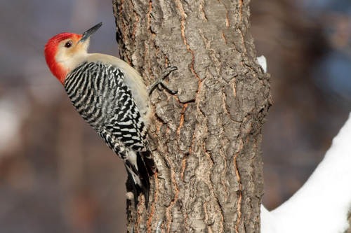 Red-bellied Woodpecker