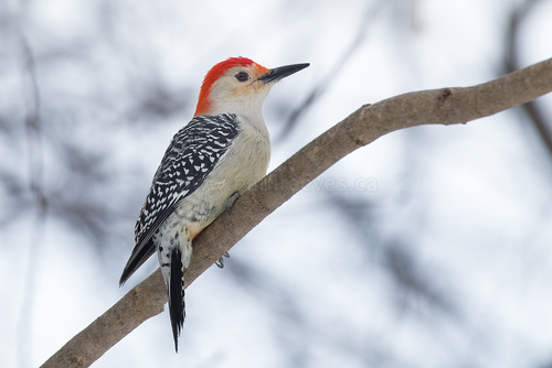 Red-bellied Woodpecker