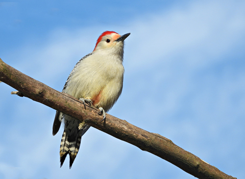 Red-bellied Woodpecker