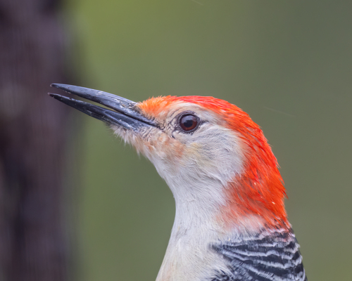 Red-bellied Woodpecker