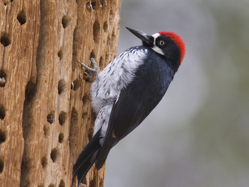 Acorn Woodpecker