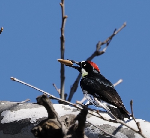 Acorn Woodpecker