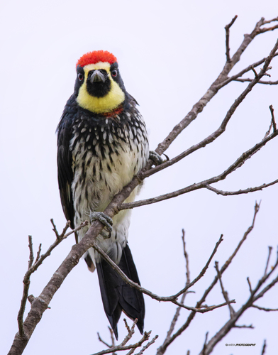 Acorn Woodpecker