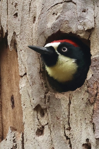 Acorn Woodpecker
