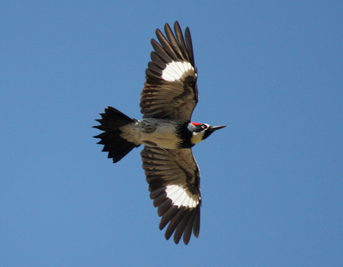 Acorn Woodpecker