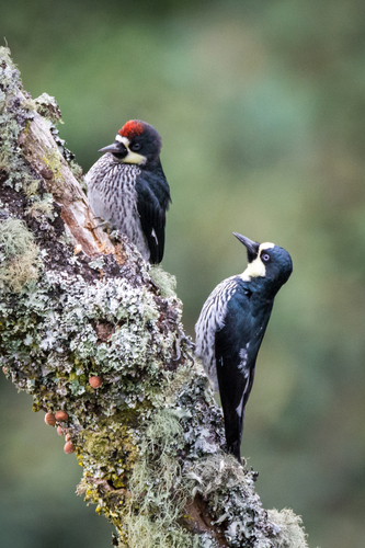 Acorn Woodpecker