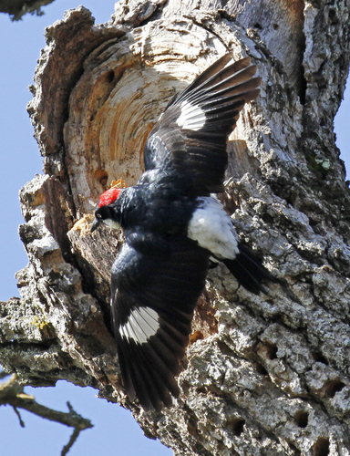 Acorn Woodpecker