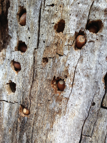 Acorn Woodpecker