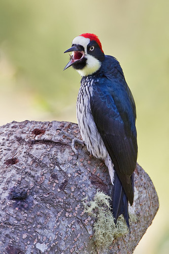 Acorn Woodpecker