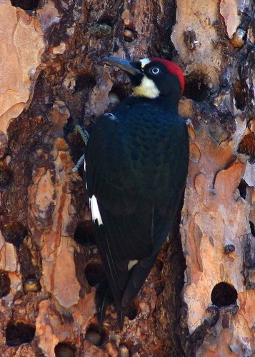 Acorn Woodpecker