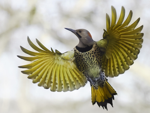 Northern Flicker