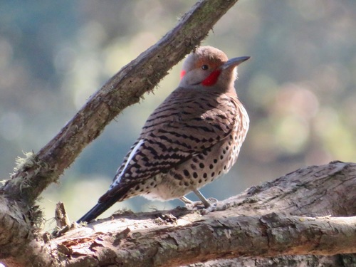 Northern Flicker