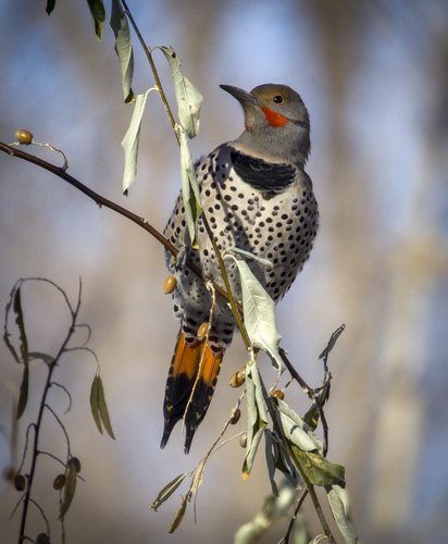 Northern Flicker