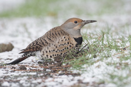 Northern Flicker