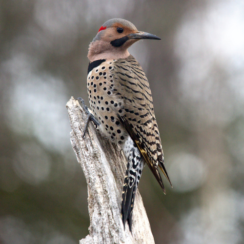 Northern Flicker