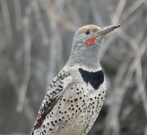Northern Flicker
