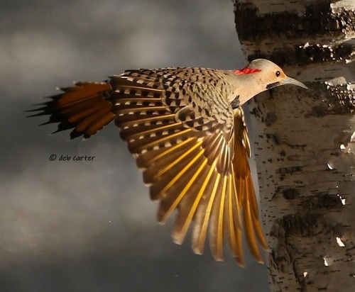 Northern Flicker
