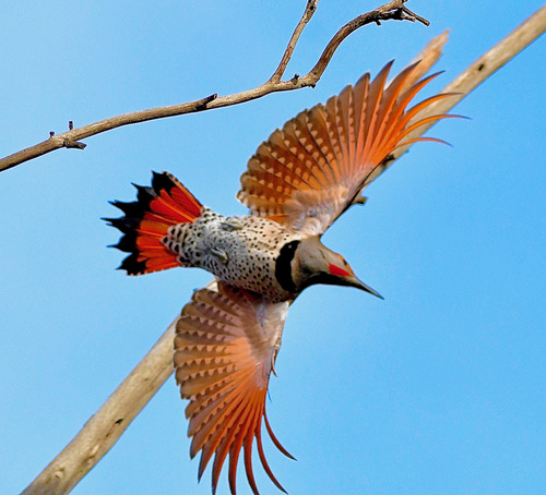 Northern Flicker