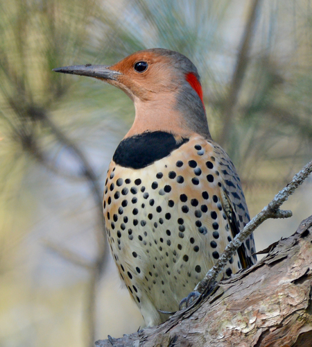 Northern Flicker