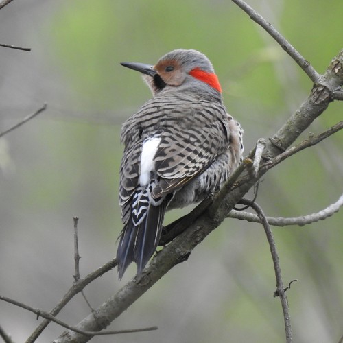 Northern Flicker
