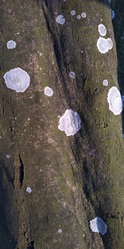 Whitewash Lichen