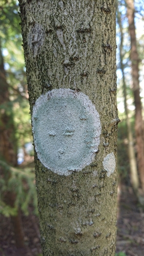 Whitewash Lichen